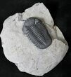 Very Nice Eldredgeops Trilobite - New York #20182-1